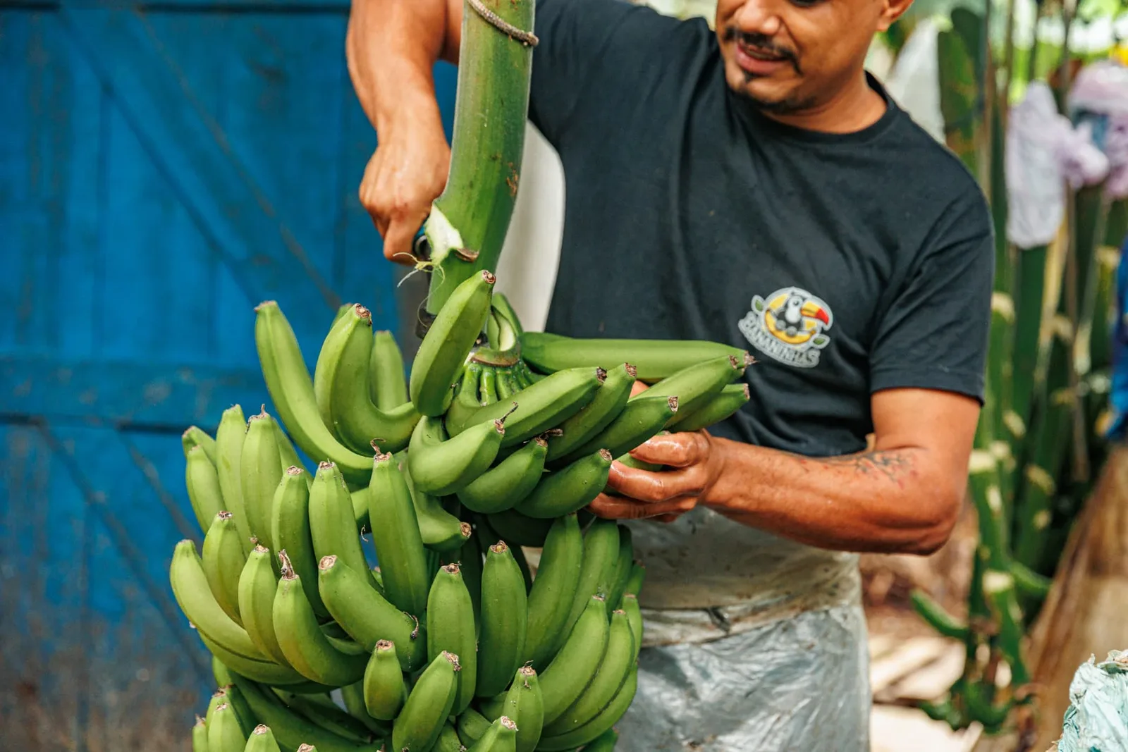 Bananas colhidas na região de Eldorado