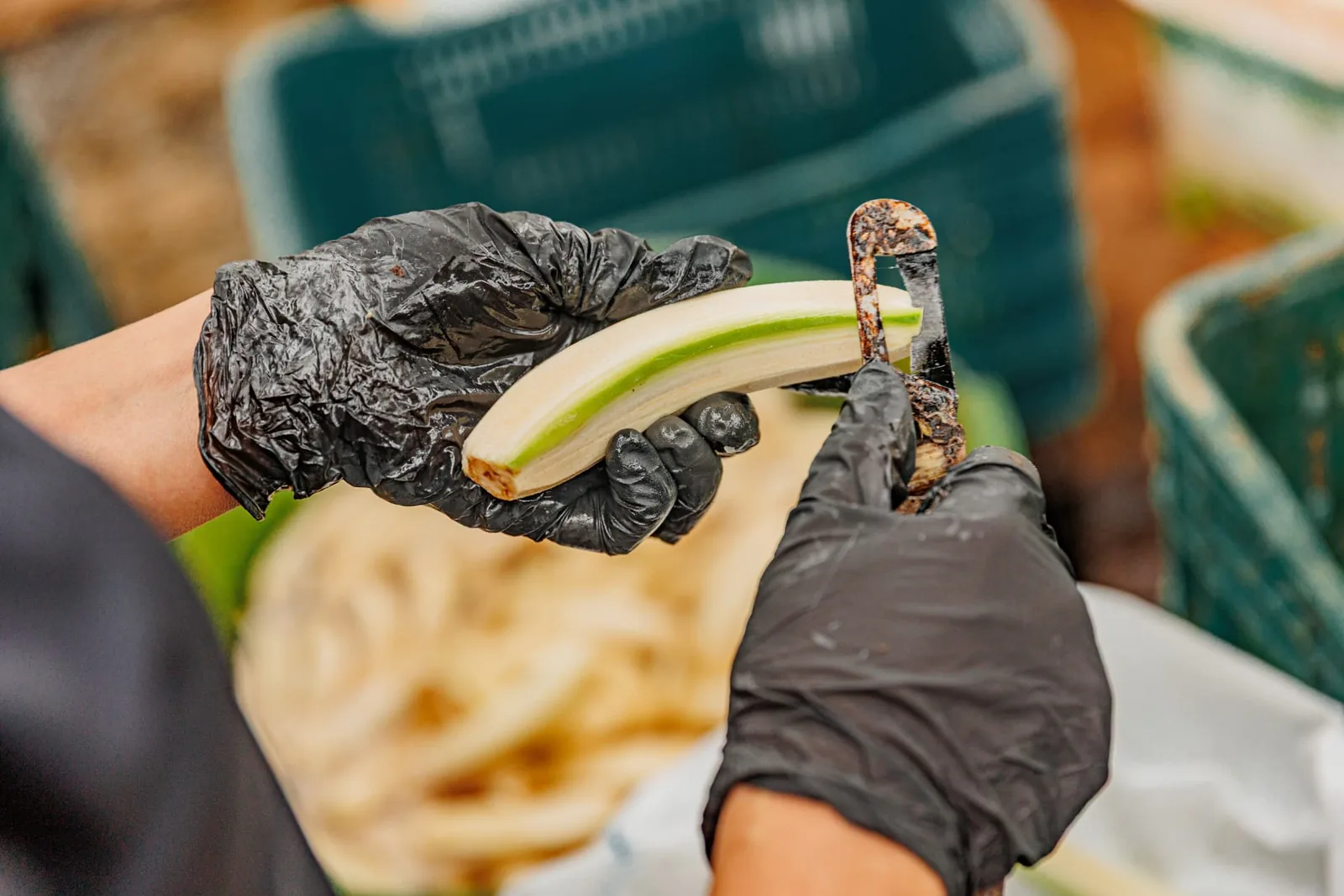 Bananas descascadas e preparadas para a produção