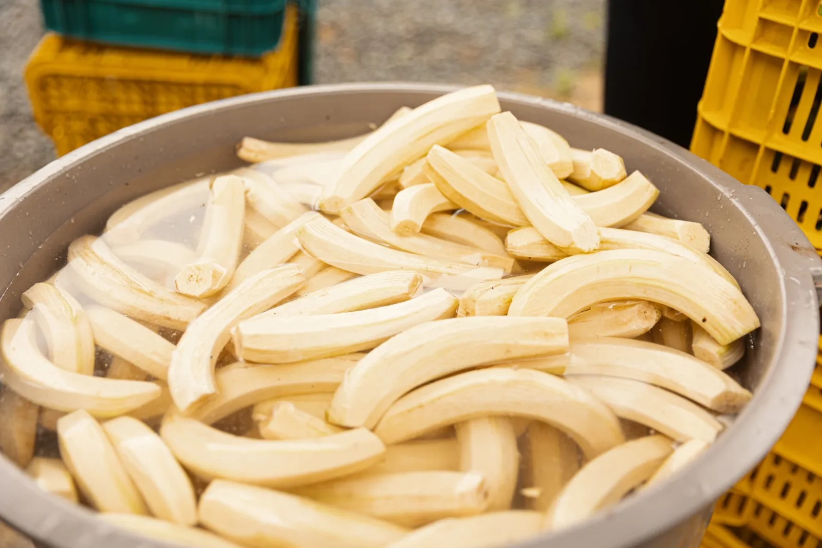 Bananas descascadas e preparadas para a produção