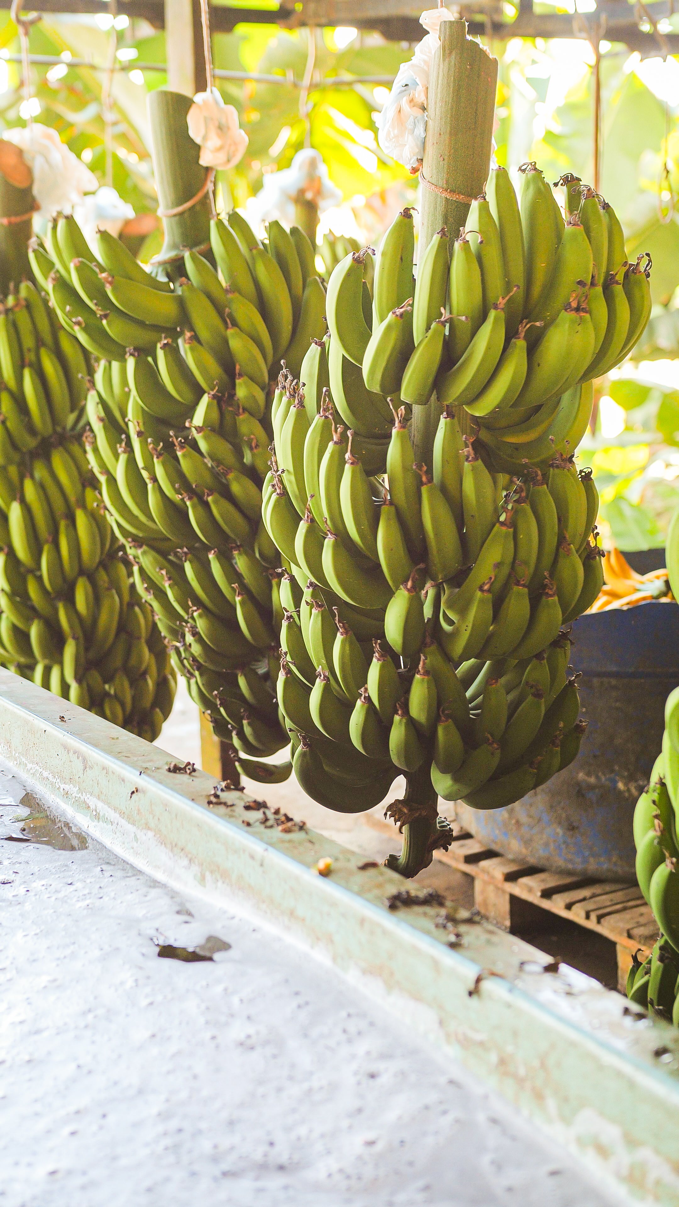 Fábrica da Bananinhas em Eldorado, São Paulo.